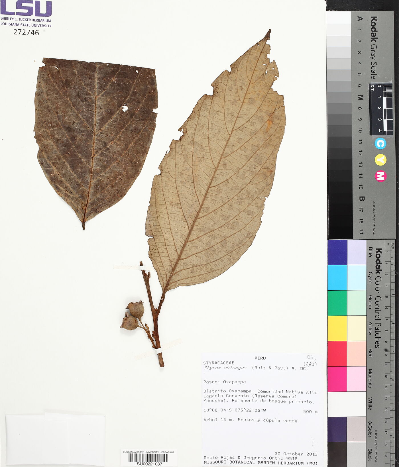 Styrax oblongus image