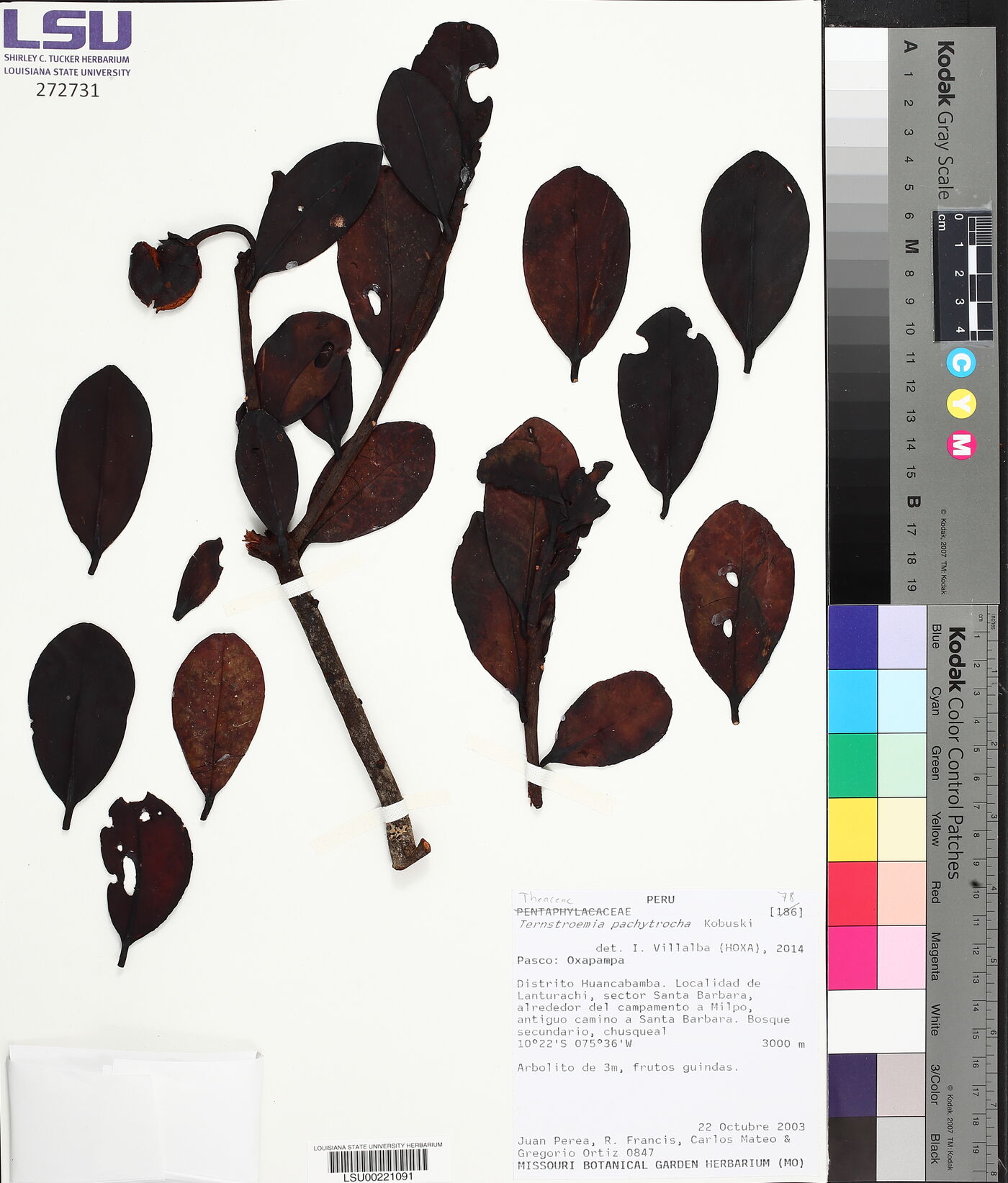 Ternstroemia pachytrocha image