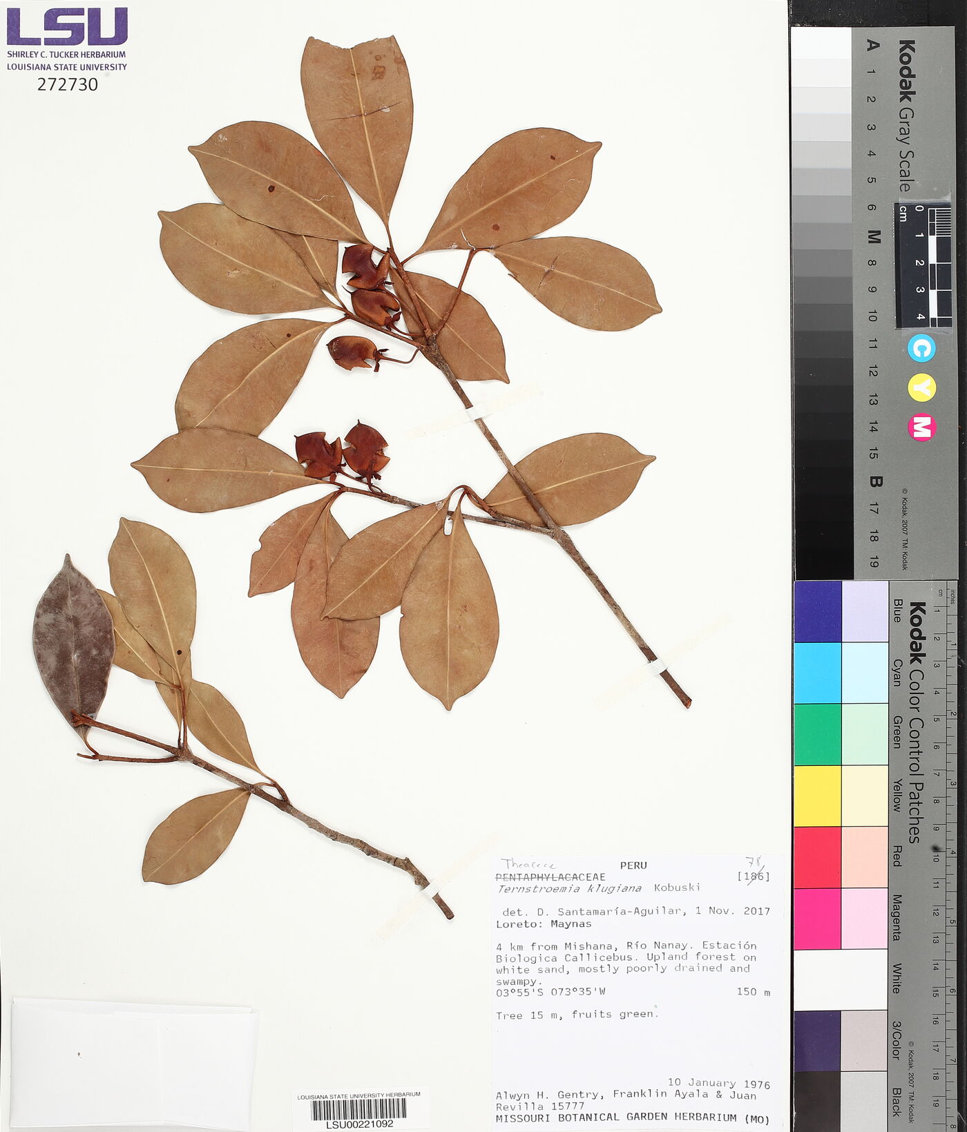 Ternstroemia klugiana image