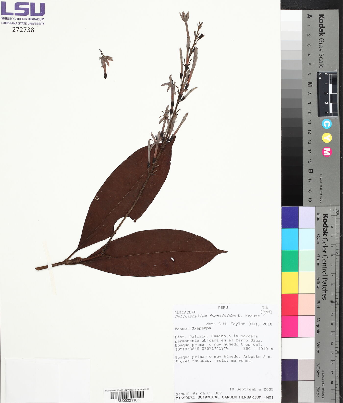 Retiniphyllum fuchsioides image