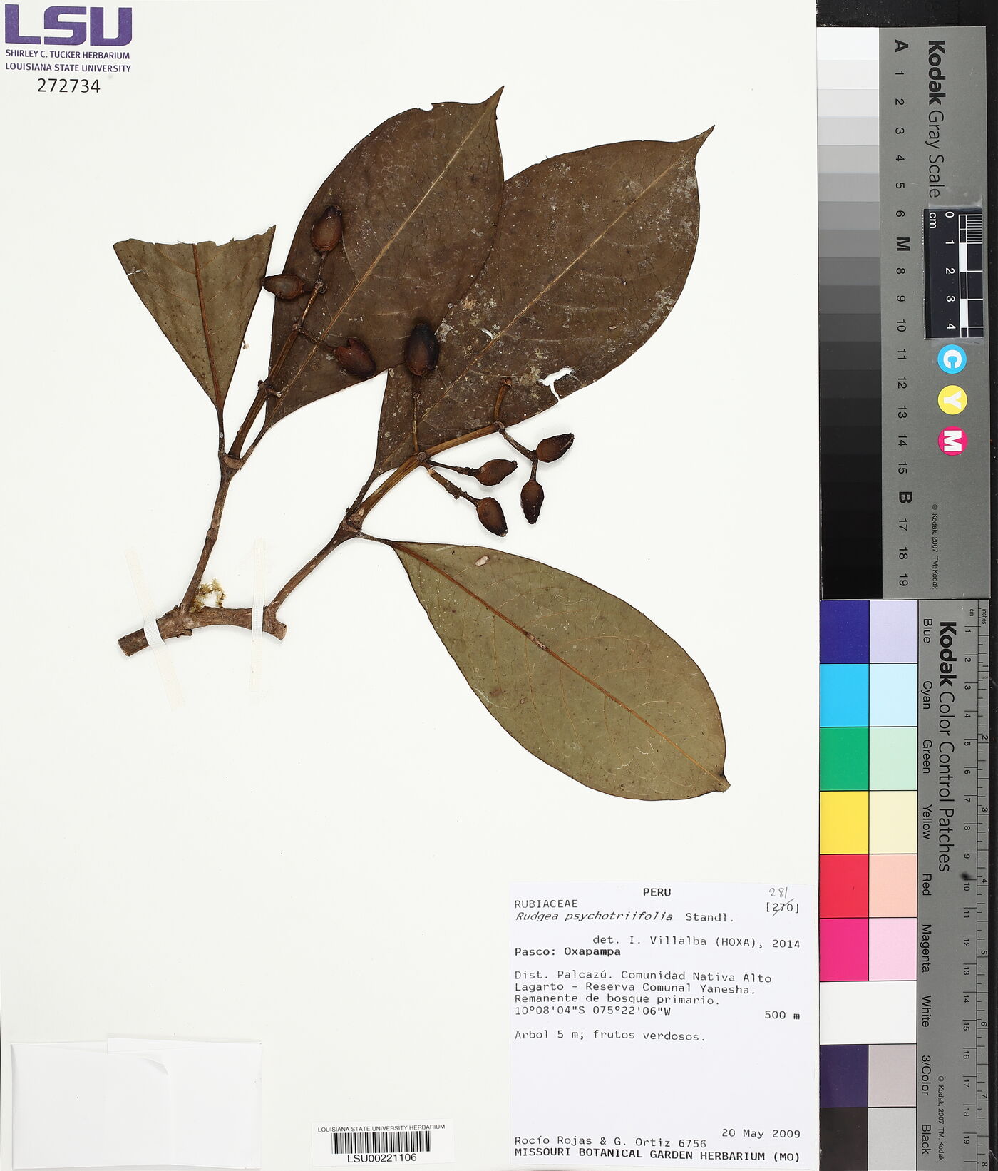 Rudgea psychotriifolia image