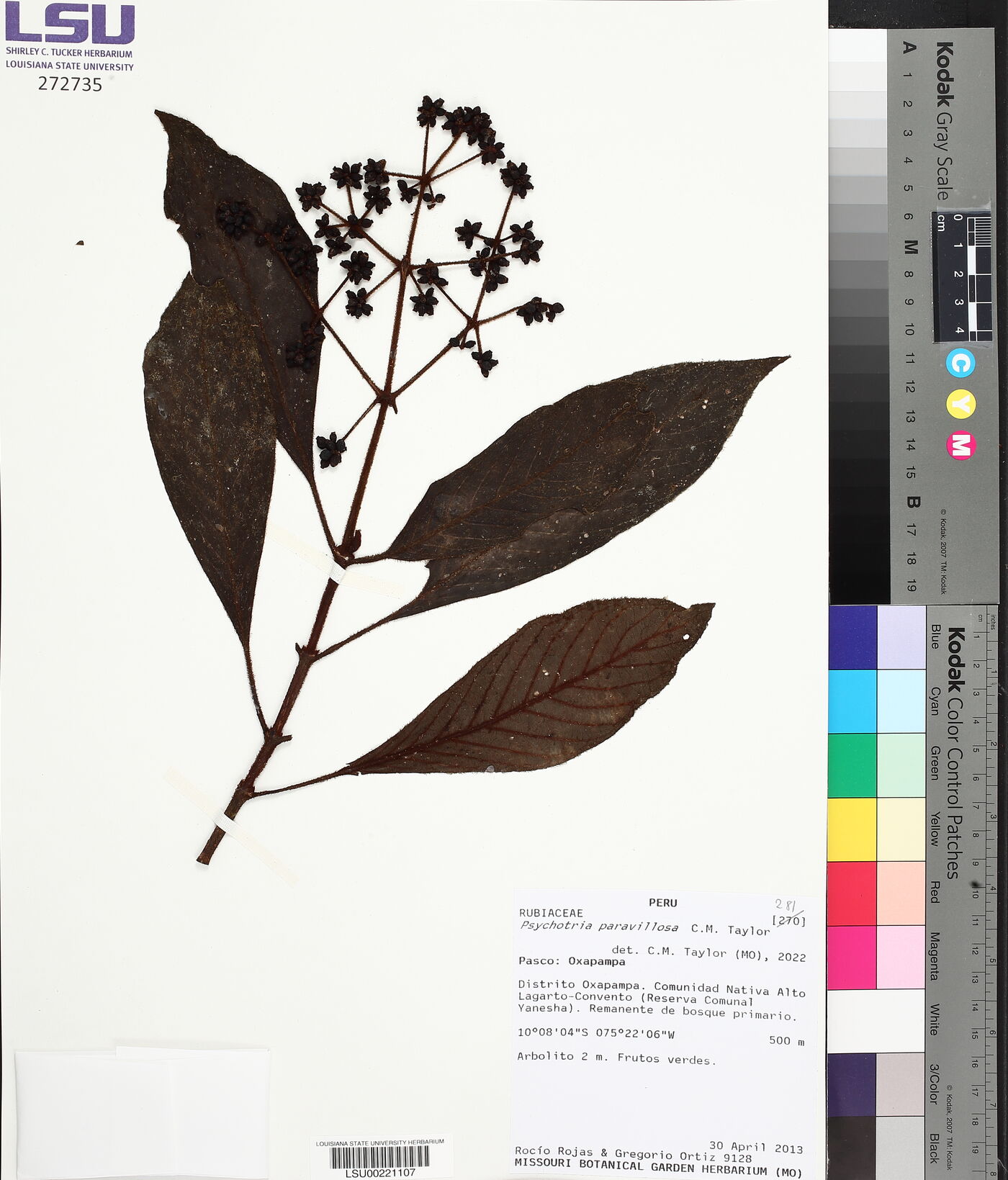 Psychotria paravillosa image