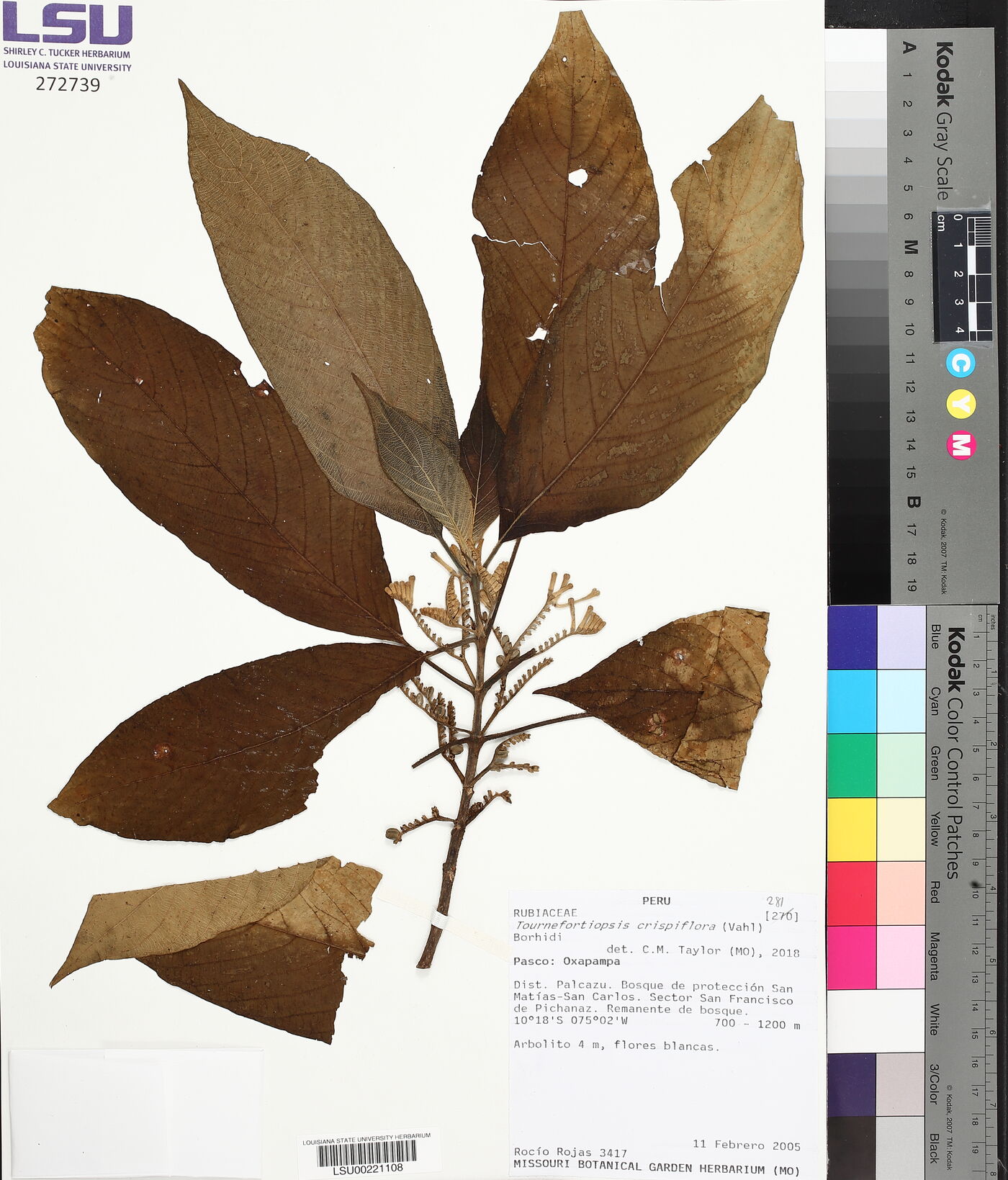 Tournefortiopsis crispiflora image