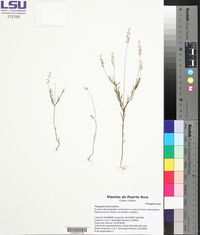 Polygala paniculata image