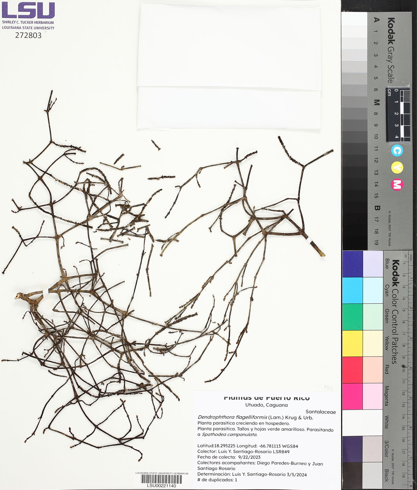 Dendrophthora flagelliformis image