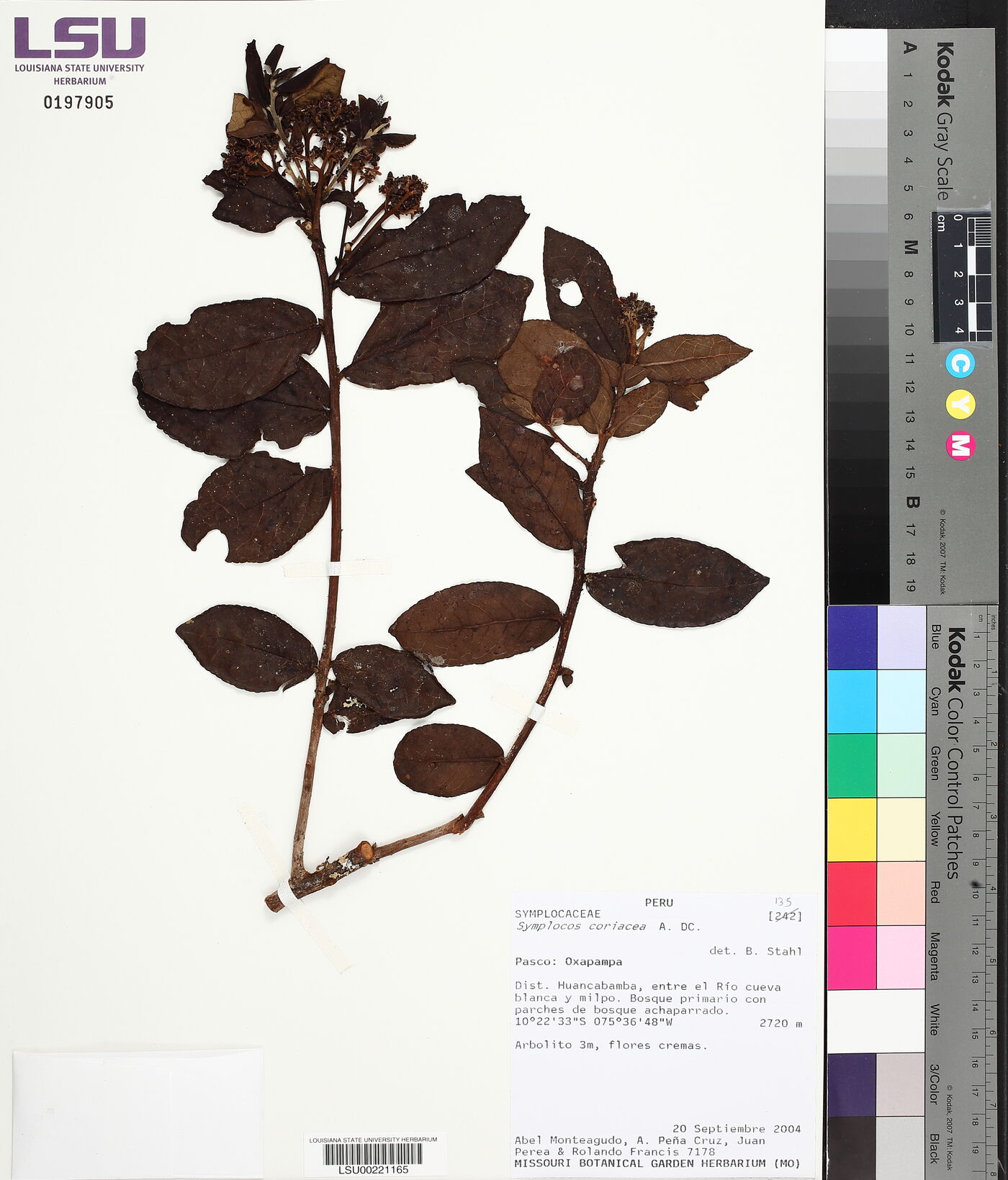 Symplocos coriacea image