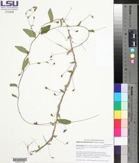 Wahlenbergia marginata image