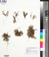 Selaginella arenicola image