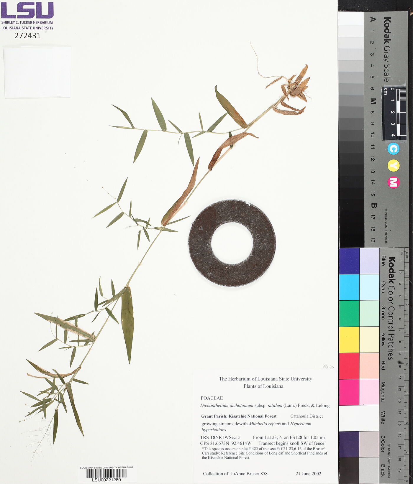 Dichanthelium dichotomum subsp. nitidum image
