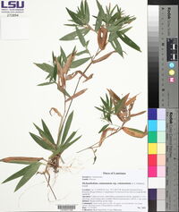 Dichanthelium commutatum subsp. commutatum image