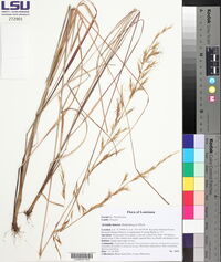 Aristida lanosa image