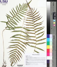 Thelypteris palustris var. pubescens image