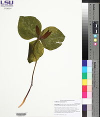 Trillium cuneatum image