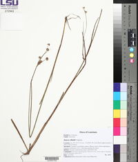 Juncus elliottii image