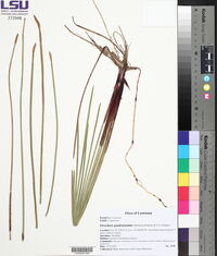 Eleocharis quadrangulata image