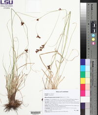 Rhynchospora microcarpa image