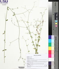 Galium pilosum image