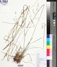 Anthenantia texana image