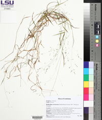 Kellochloa verrucosa image