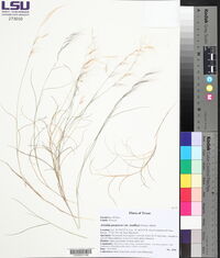 Aristida purpurea var. nealleyi image