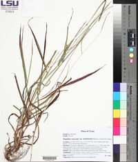 Paspalum setaceum var. stramineum image