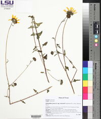 Helianthus praecox image