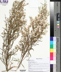 Baccharis neglecta image