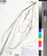 Paspalum plicatulum image