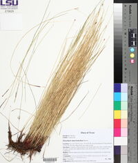 Eleocharis macrostachya image