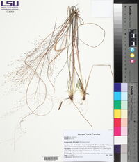 Eragrostis hirsuta image