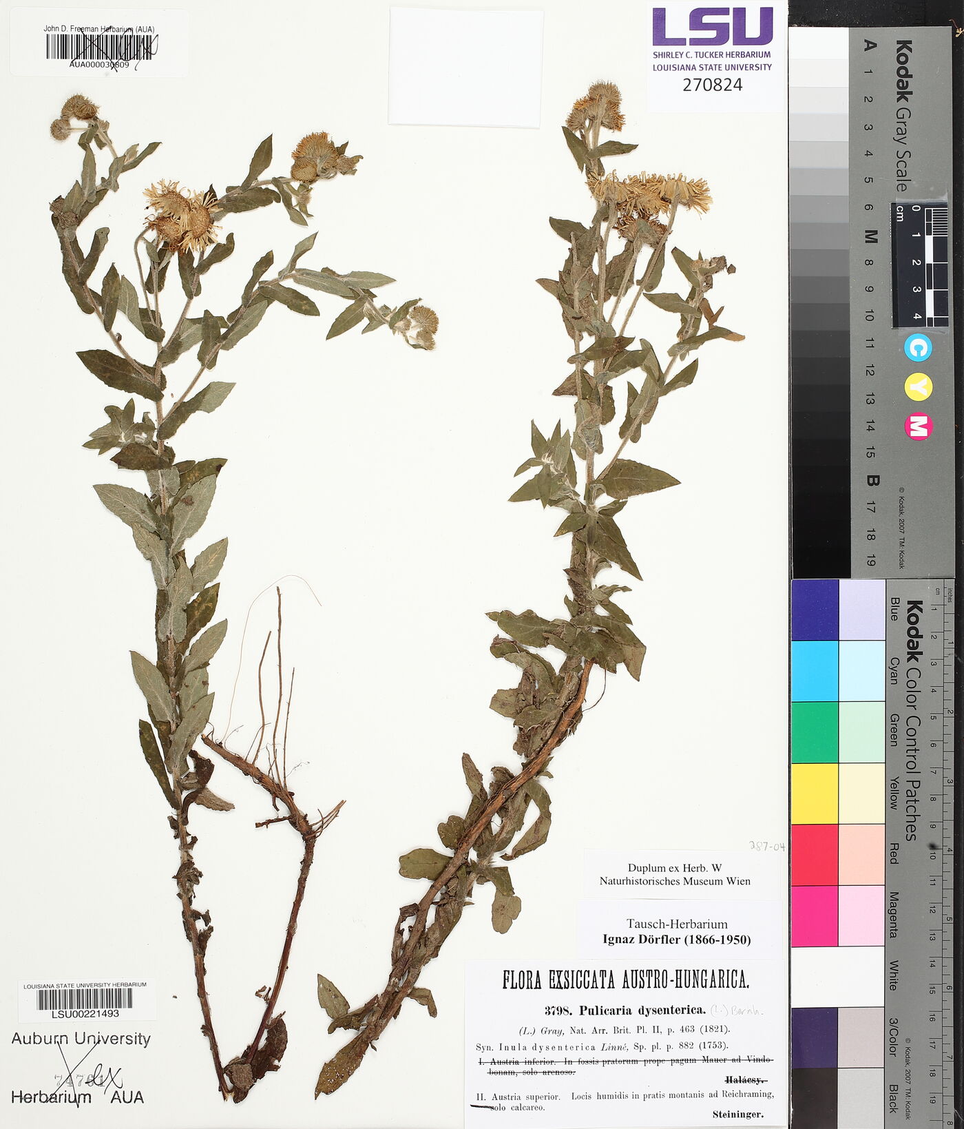 Pulicaria dysenterica image