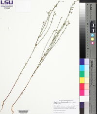 Hypericum drummondii image