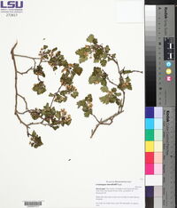 Crataegus marshallii image