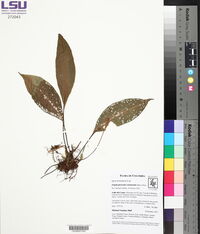 Elaphoglossum castaneum image