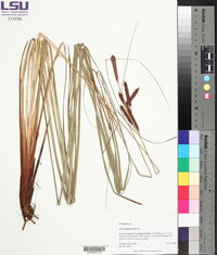 Carex glaucescens image
