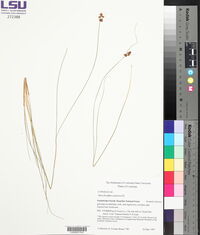 Rhynchospora plumosa image