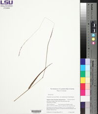 Paspalum setaceum var. muhlenbergii image