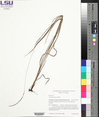 Paspalum praecox image