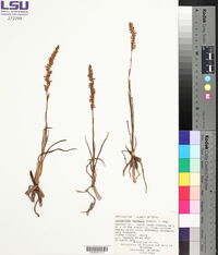 Spiranthes vernalis image