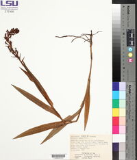 Habenaria repens image