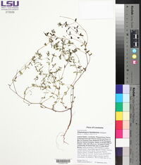 Euphorbia bombensis image