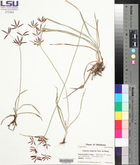 Cyperus setigerus image