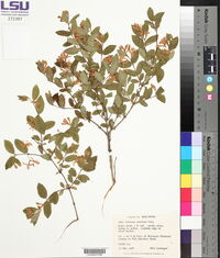 Lonicera morrowii image