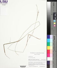 Carex lonchocarpa image
