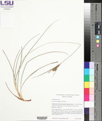 Carex tenax image