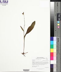 Platanthera clavellata image