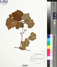 Vitis rotundifolia image