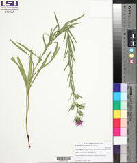 Liatris squarrosa image