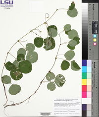 Desmodium rotundifolium image