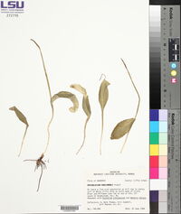 Ophioglossum engelmannii image